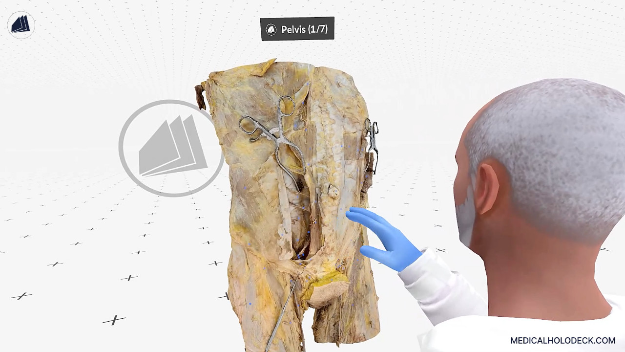 The abdomen and pelvis thumbnail 5